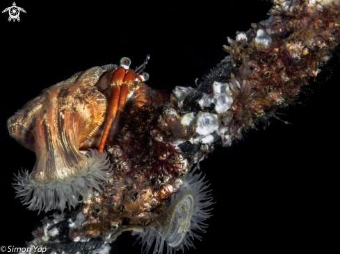 A Dardanus pedunculatus | Jewelled Anemone Hermit Crab