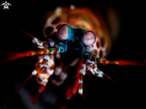 A Odontodactylus scyllarusi | Peacock Mantis Shrimp