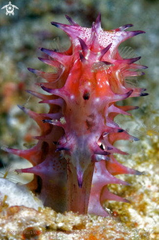 A Hippocampus histrix | Sea horse