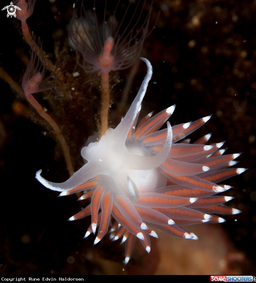 A Flabellina SP