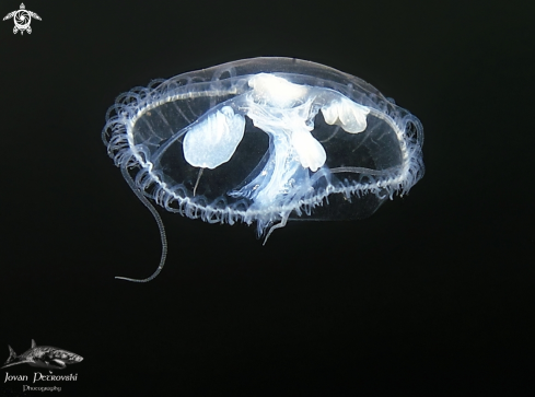 A   Craspedacusta sowerbii | Slatkovodna meduza / Freshwater jellifish.