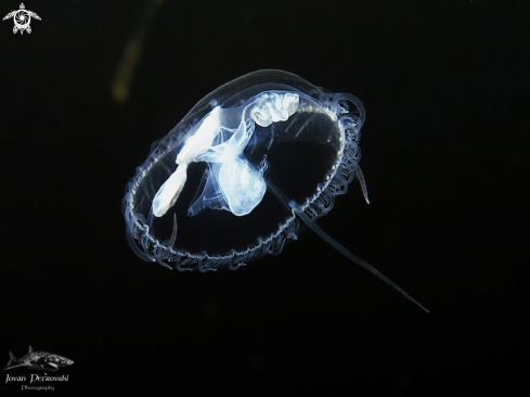 A   Craspedacusta sowerbii | Slatkovodna meduza / Freshwater jellifish.