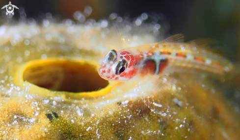 A Elacatinus dilepis | Orange Sided Goby