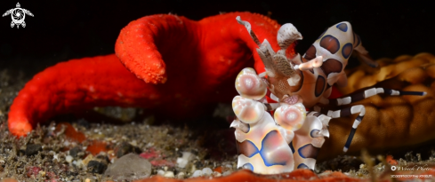 A Hymenocera picta | Arlequin schrimp and its fridge