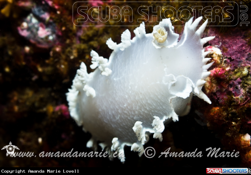 A Dimondback Nudibranch