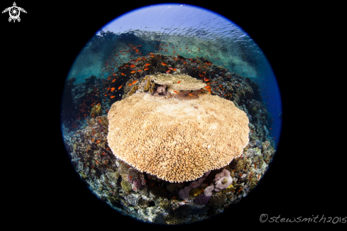 A Reef Scenes
