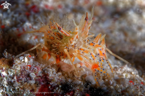 A Phyllognathia Ceratophthalmus | Tiger shrimp