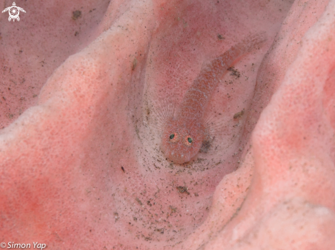 A Pleurosicya sp. | Pink Ghost Goby