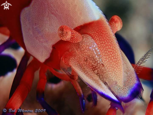 A emeritor shrimp