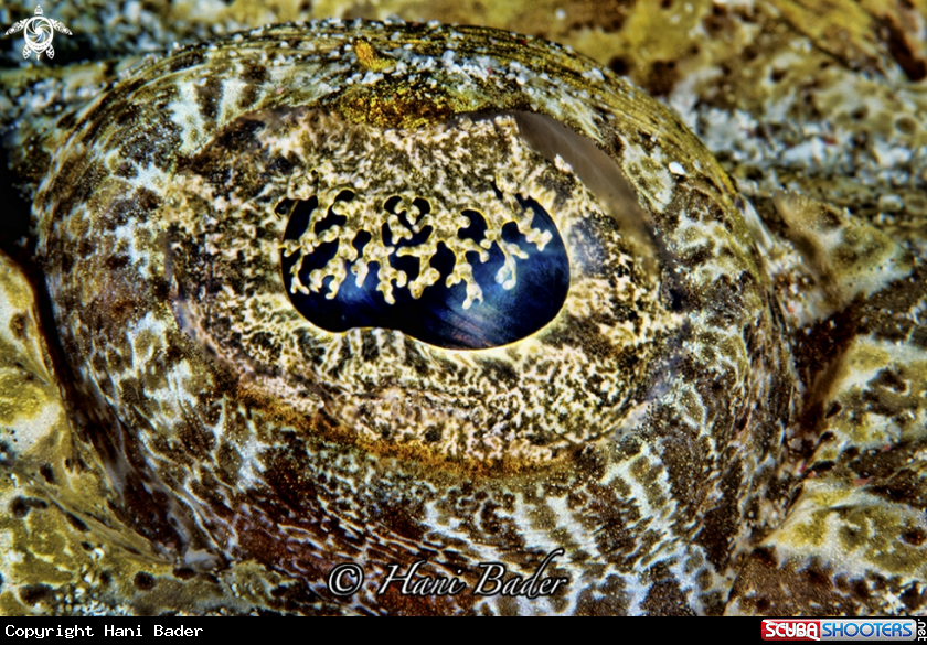 A crocodile fish eyes