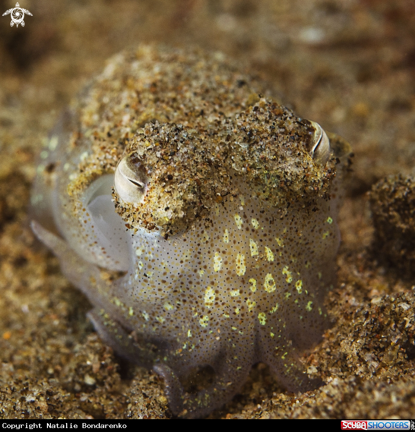 A Bobtail squid