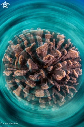 A Exydoyi Coral