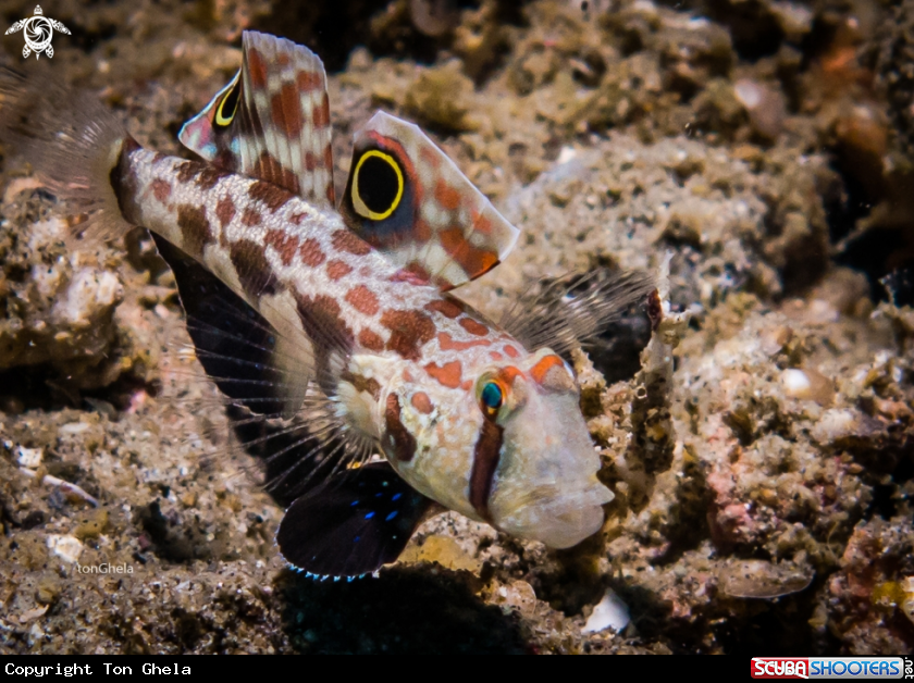 A Four eyed Goby