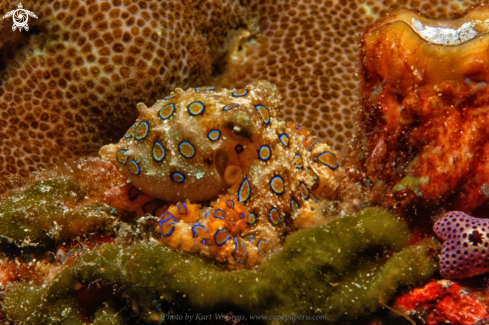 A Octopus maculosus | Blue Ring Octopus