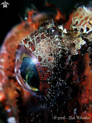 A Lionfish sp