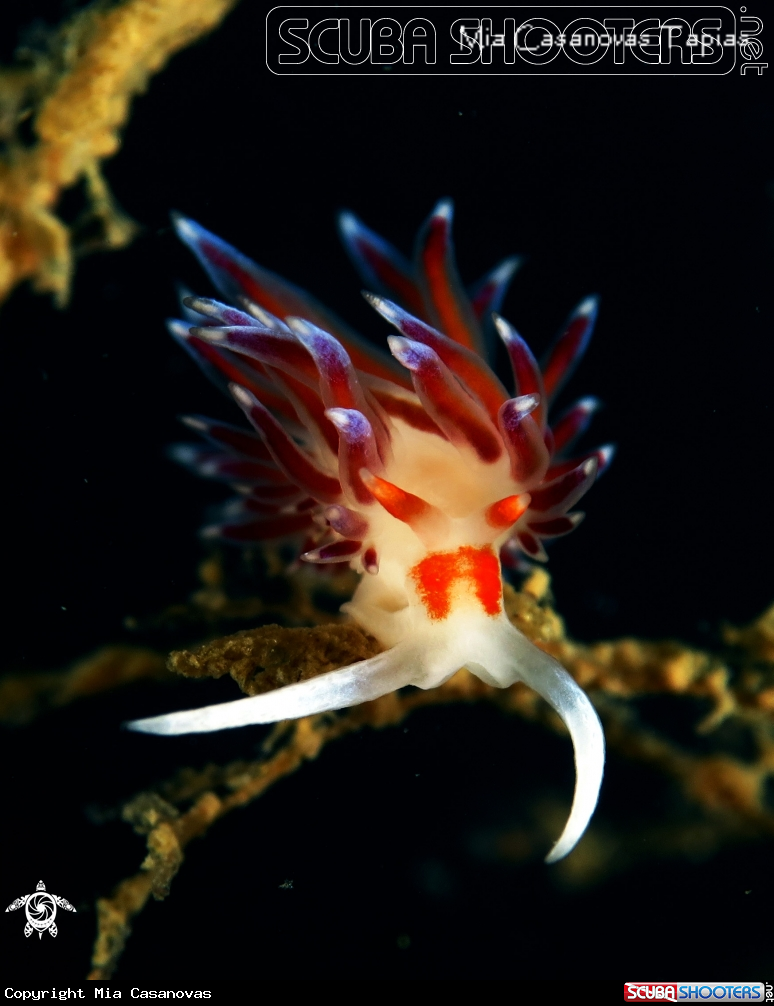 A Cratena  (nudibranch)