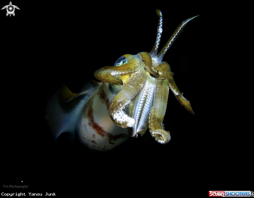 A Bigfin Reef squid