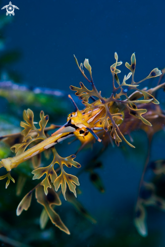 A Phycodurus eques | Leafy seadrgon