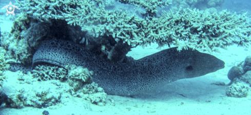 A eel moray