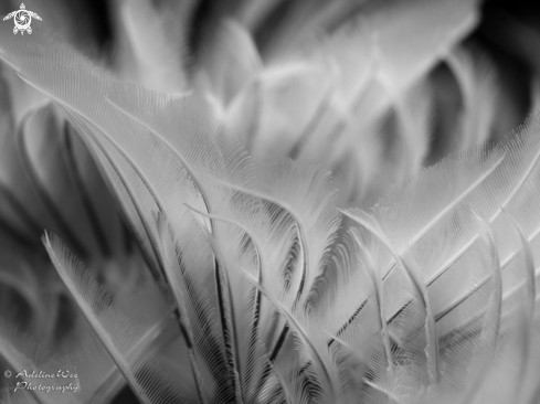 A Sabellidae | Feather duster worms