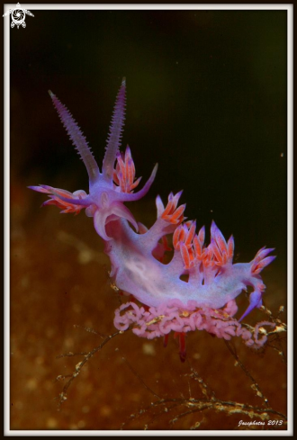 A Flabellina affinis | Nudi branch