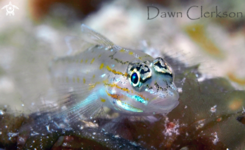 A Bridled Goby