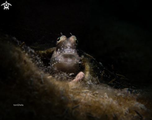 A Salarias sp. | White spoted Blenny