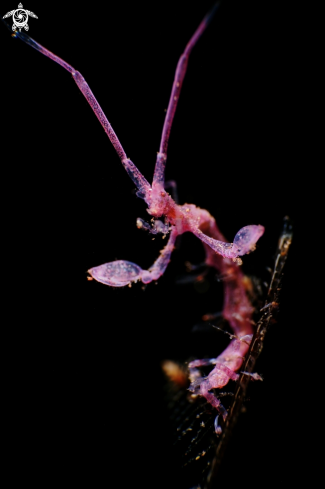 A Skeleton Shrimp