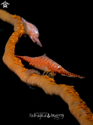 A Tozeuma armatum | Saw Blade Shrimp