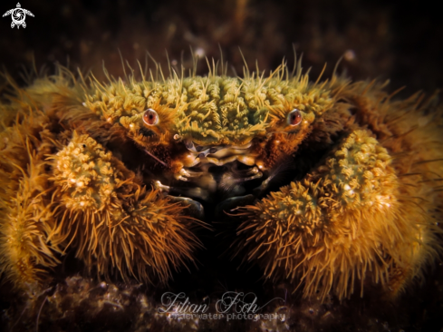 A Pilumnus sp. | teddy bear crab