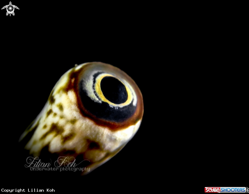 A Conch eye