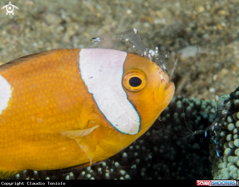 A Clownfish with cleaner Shrimp