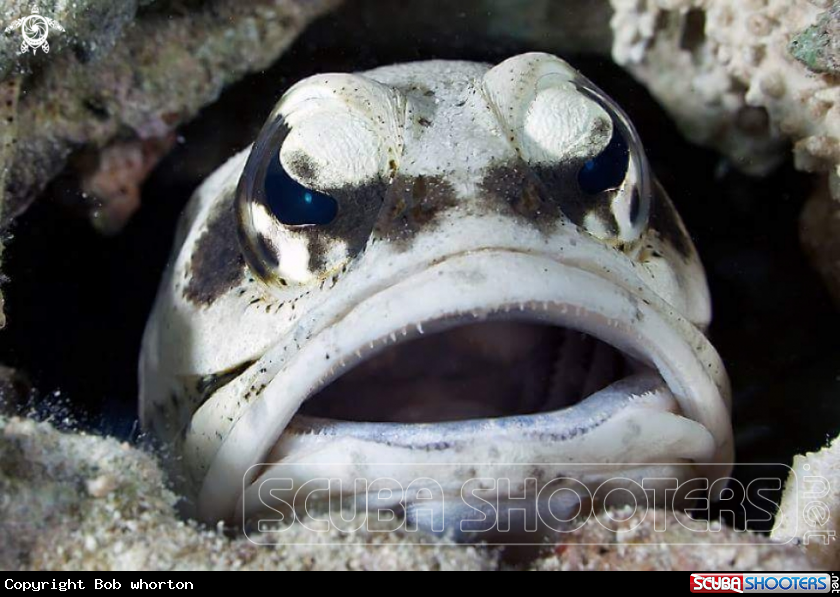 A Giant jawfish 