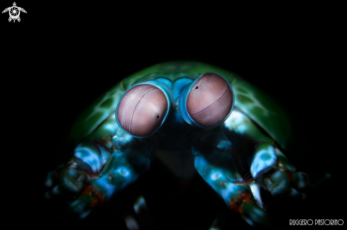 A odontodactylus scyllarus | Mantis shrimp