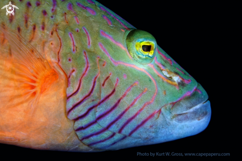 A Labridae | Wrasse