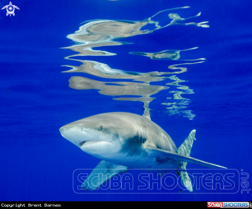 A Oceanic White Tip Shark