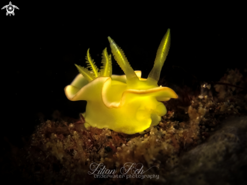 A Diversidoris crocea | Nudibranch