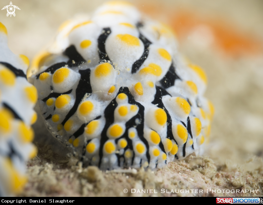 A Scrambled Egg Nudibranch