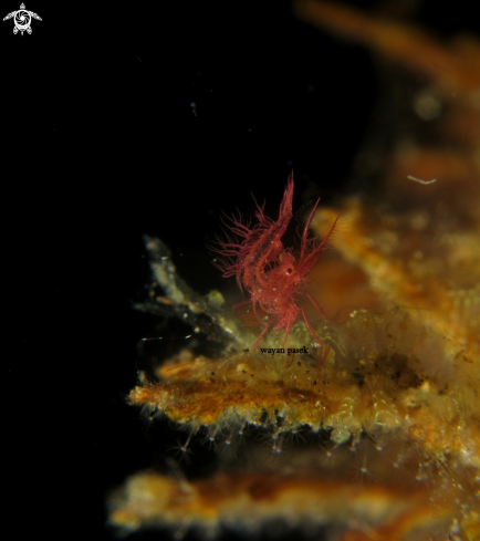 A phycocaris simulans | algae shrimp