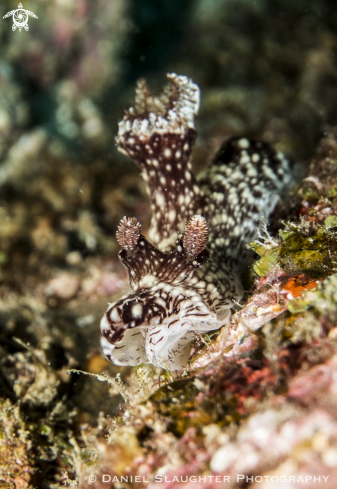 A Jorunna Rubescens | Nudibranch