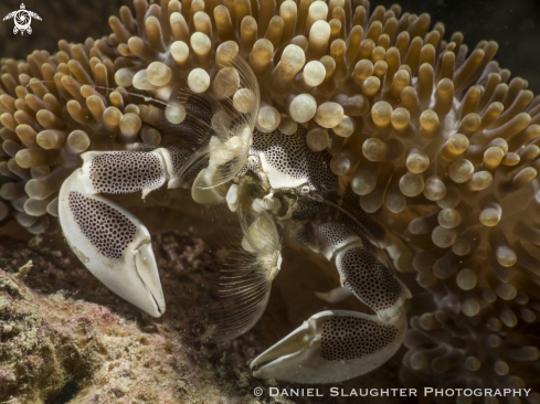A Neopetrolisthes maculatus | Spotted Anemone Crab