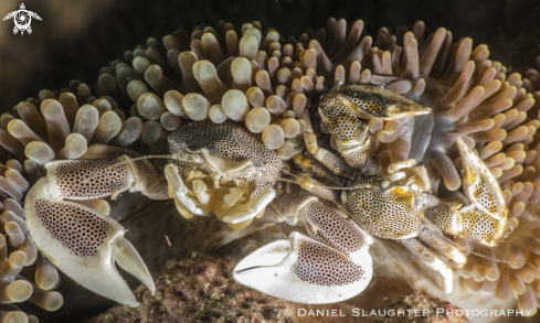 A Neopetrolisthes maculatus | Spotted Anemone Crab