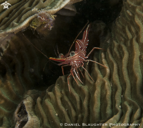 A Hingeback Shrimp