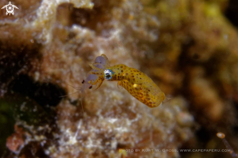 A Sepiola  | Sepiola hunting shrimp's