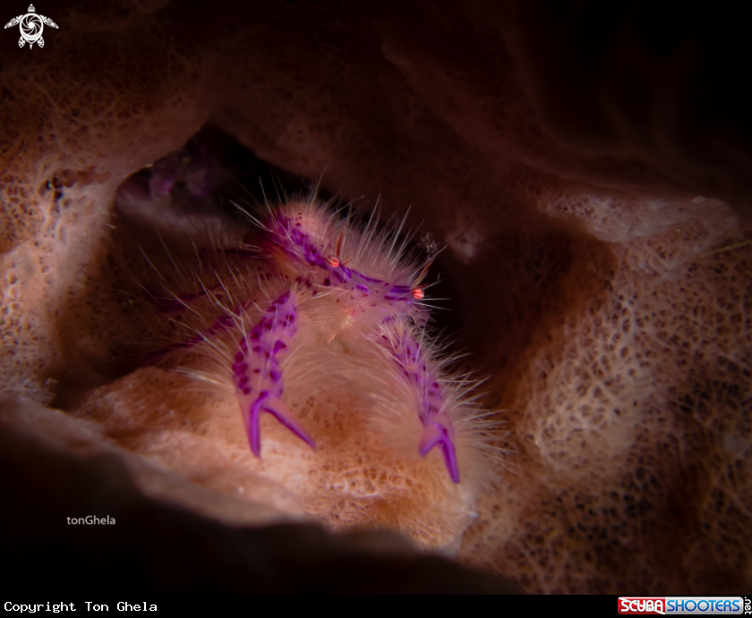 A Fairy Crab / Pink hairy squat lobster