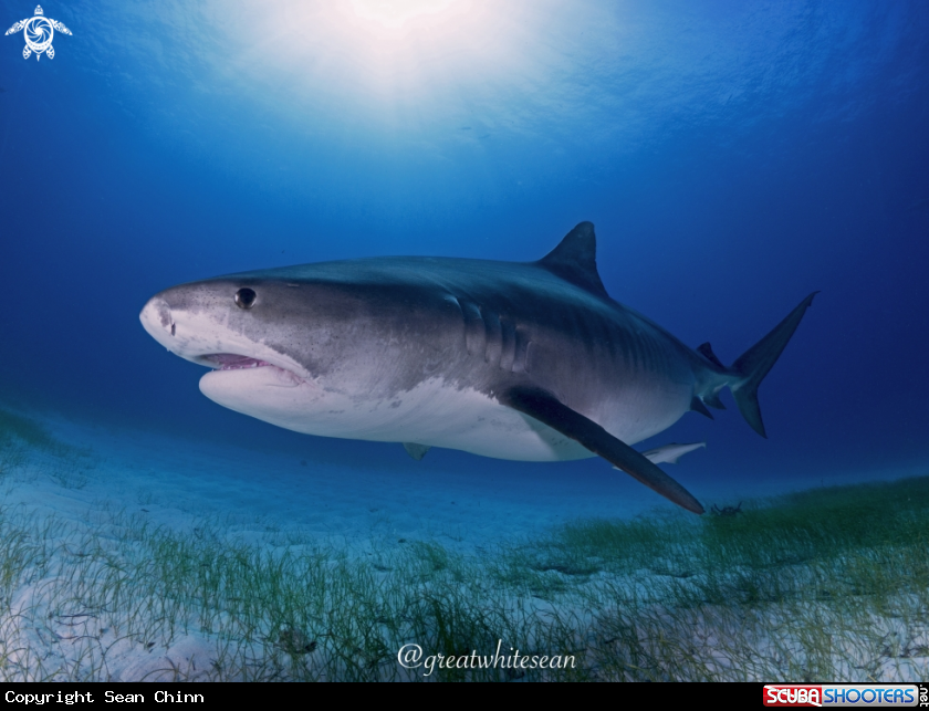 A Tiger Shark
