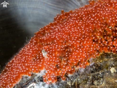 A Clownfish eggs
