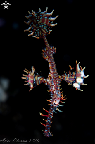 A ghost pipefish 