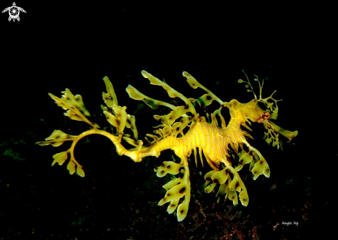 A Leafy Sea Dragon 