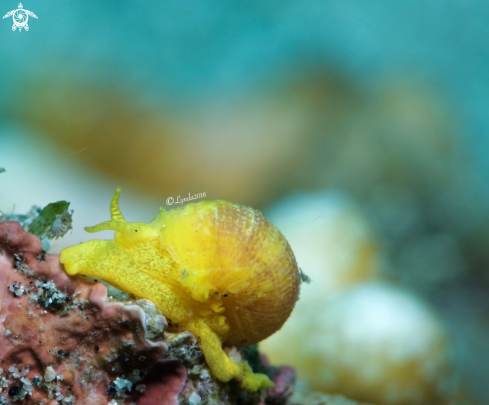 A Epidendrium billeeanum | Golden Wentletrap or The Yellow Sea Snail